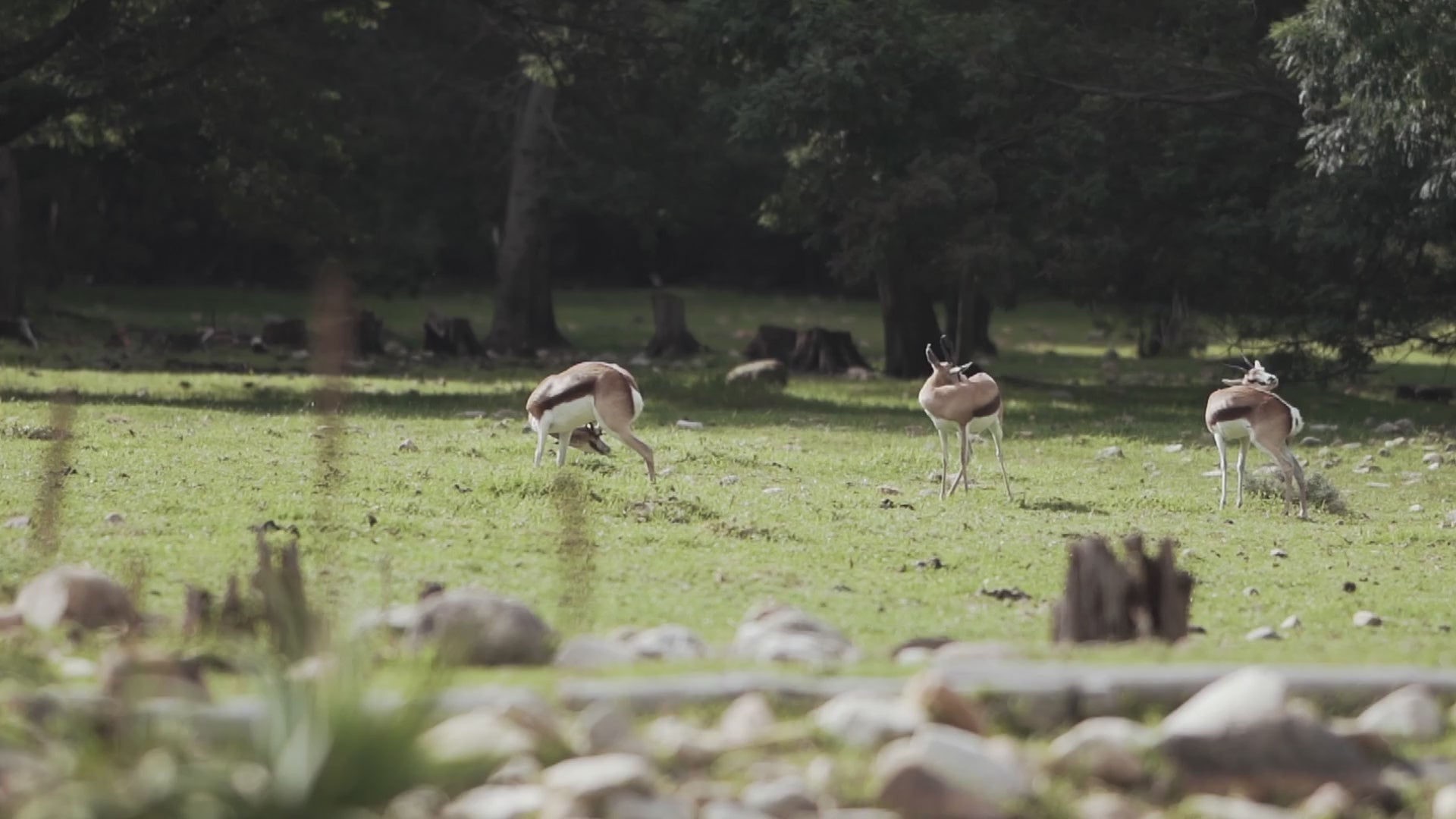 Video laden: Een video met drie springbokken