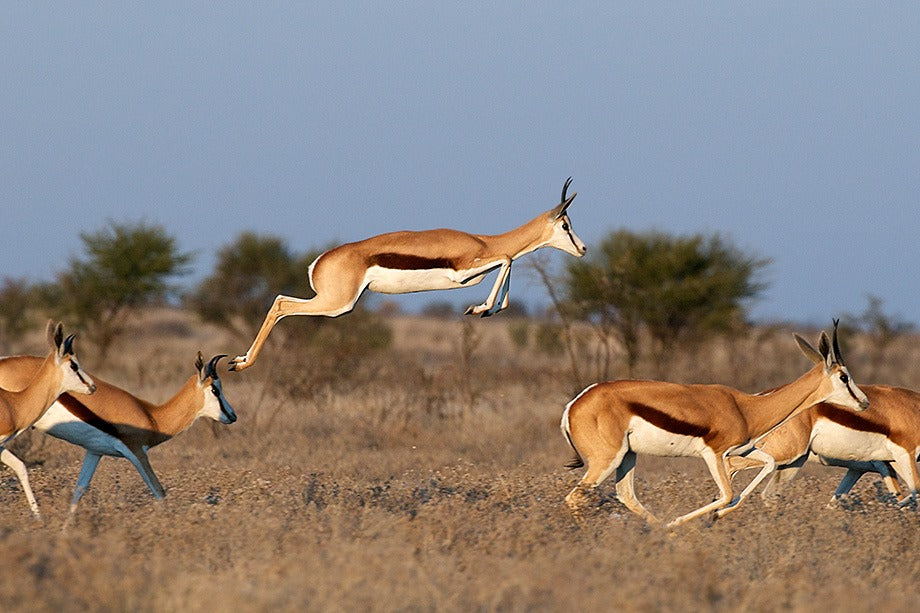 Re-integratie RIT 3.0: De springbok wacht niet tot de leeuw al in de kudde zit