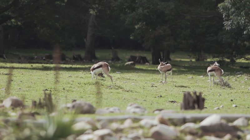 Een video met drie springbokken